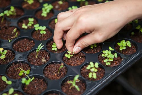 Seed to shelf: inside our UK manufacturing facility — journal article image