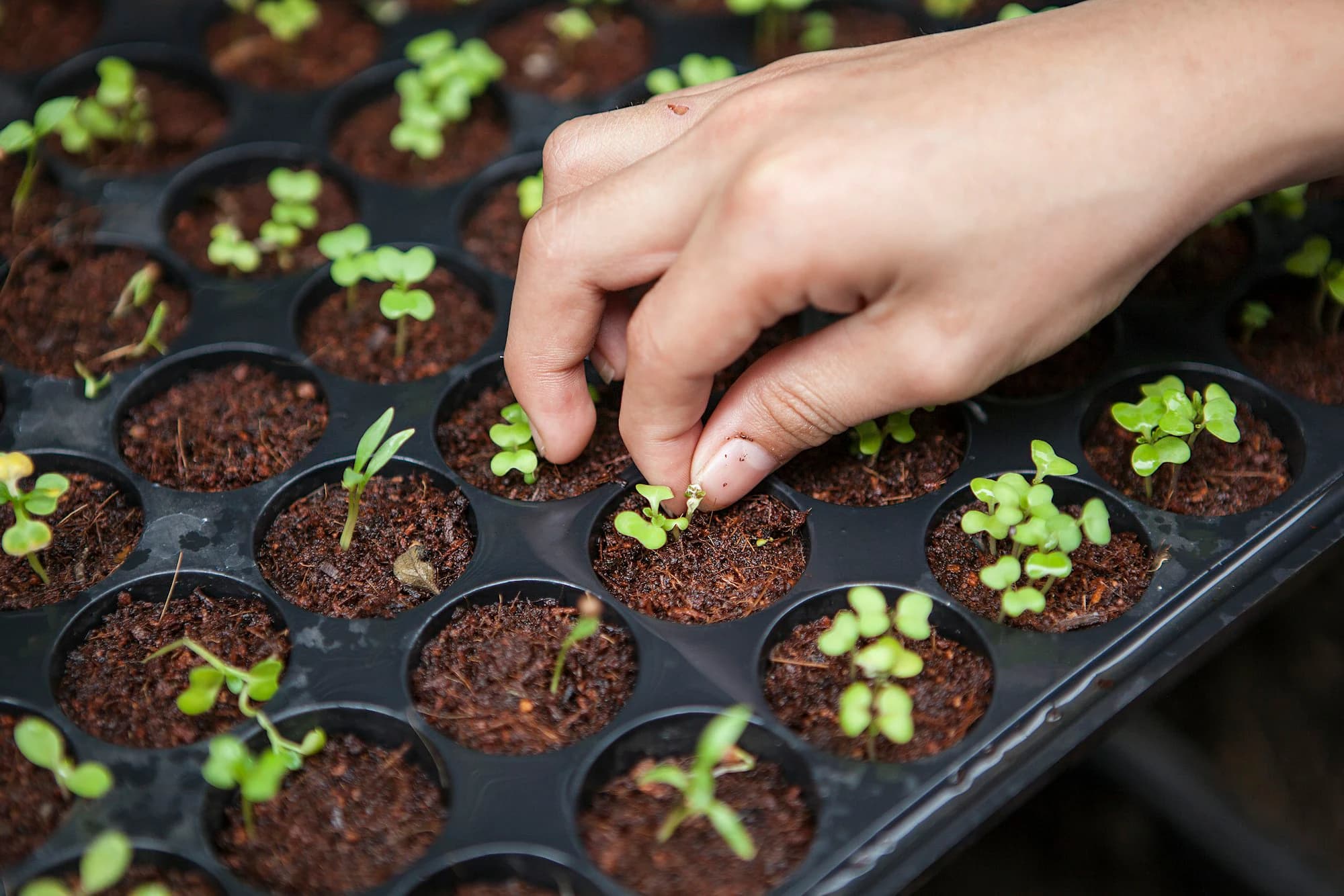 A hand tending cannabis seedlings in a UK growing facility